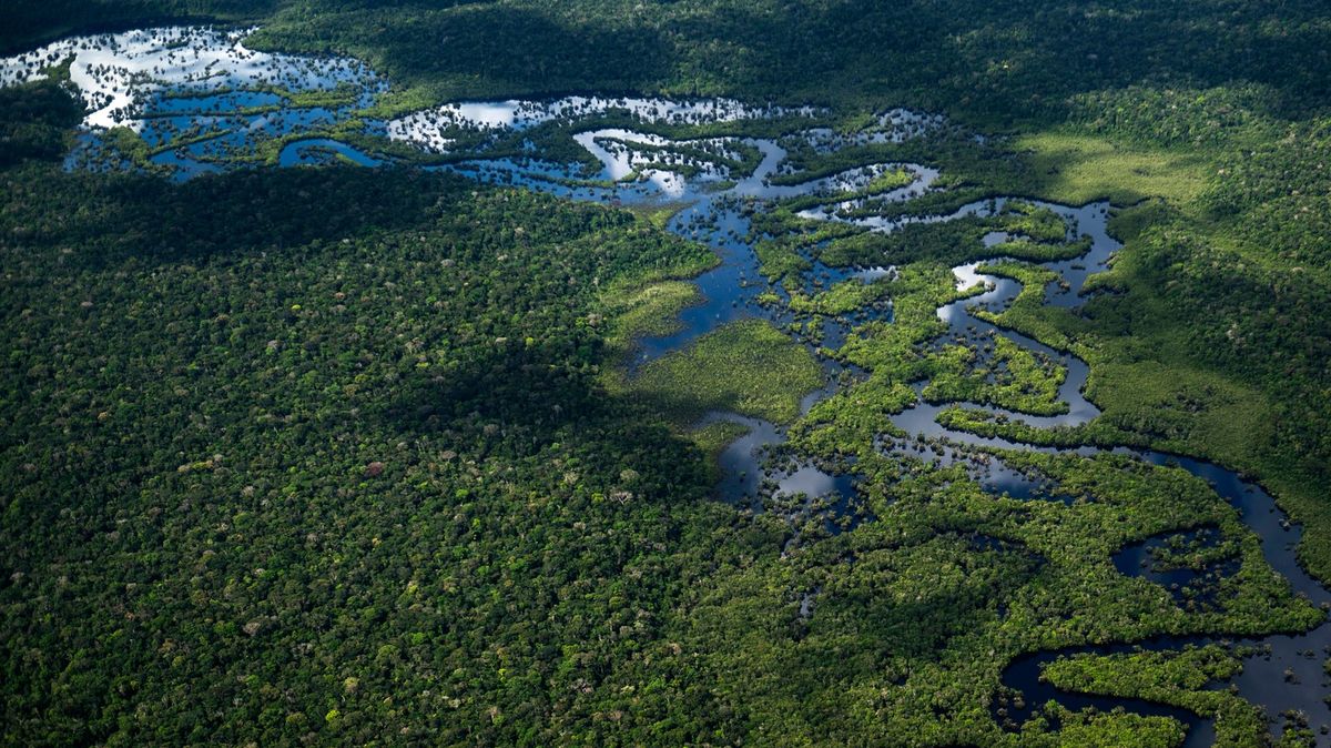 Fotky závodu s časem: Expedice hledá amazonské druhy dříve, než zmizí